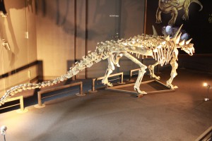 IMG_1012