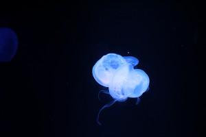 IMG_1288